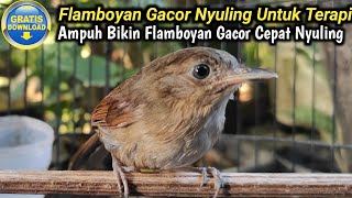 AMPUH BIKIN FLAMBOYAN CEPAT GACOR NYULING - TERAPI BURUNG FLAMBOYAN GACOR