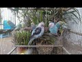Beautiful Budgie Colors and Natural Sounds That Inspire Calm and Happiness