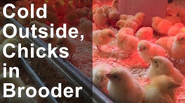 vlog: Cold Outside, Baby Chickens in the Brooder 4-14-2016