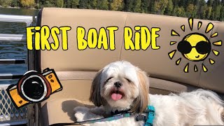 Summer Fun Adventure of Chase the Shih Tzu | First time in a boat