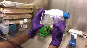 Biolog MitoPlate S-1 and I-1 Protocol