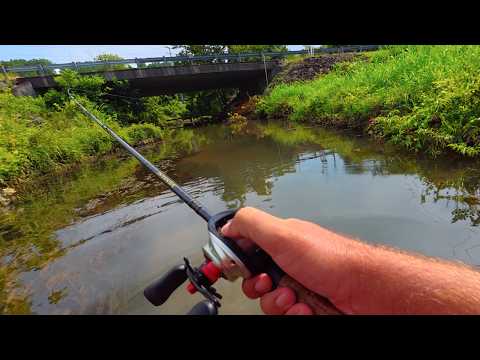 I found where the Creek bass were!