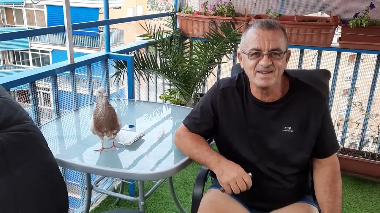 desparasitar y fortalezer los palomos