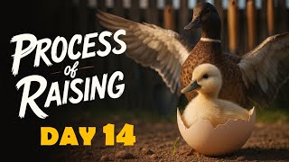 How to raise ducks for meat in 42 days. Process of raising duck D14. Modern duck farming technology