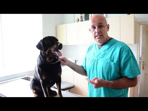 Video: Prevencija buve i krpelja za vašeg psa