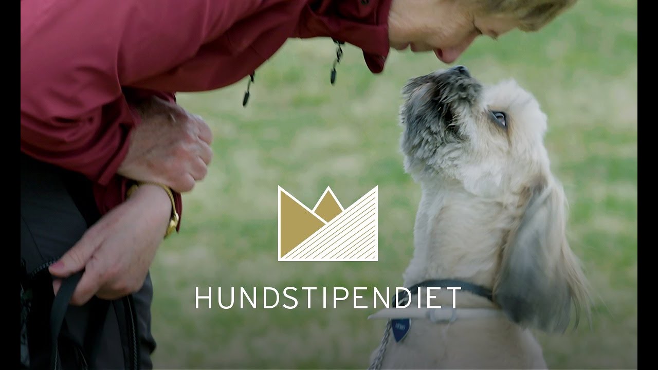 Ansök om Hundstipendiet 2023 - YouTube