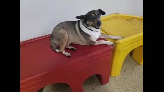 Playtime at Dogs On The Farm & Cats Too!