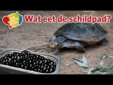 Video: Wat Eten Schildpadden?