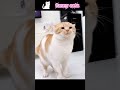 #FunnyCats #cats #fyp #viral