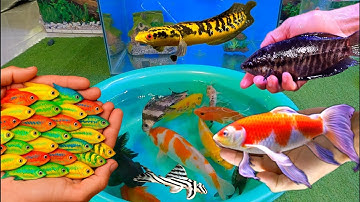 Bắt cá cảnh dễ thương, cá vàng, cá koi, cá trê, rùa, cá lóc, cá trân châu