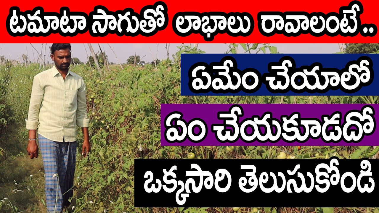 Successful Farmer with Vegetable Cultivation Tomato Farming Telugu Raithu Badi (2020
