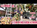 CÂY HỒNG GIÒN 40 NĂM TRÁI TRĨU CÀNH KHÔNG BÍ QUYẾT MÙA HỒNG GIÒN Ở MIỀN BẮC CALIFORNIA
