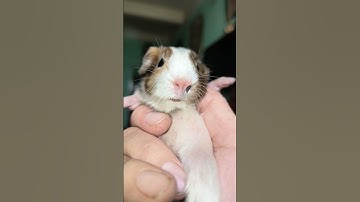 #pets #guineapighome #pig #animals #guineapig #cute # tiếng kêu bọ ú - chuột lang