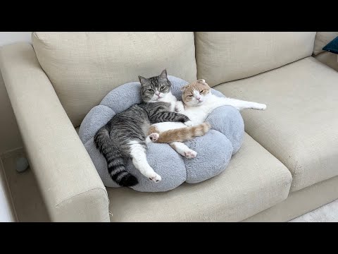 仕事終わりが遅れたら待ちくたびれた猫たちがこうなっちゃって