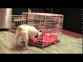 Crate Training Tips for Dogs Crate Training Tips for Dogs