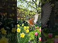 sukoon ✨#viral#ytshorts#love#garden#shorts#shortsfeed#fyp#trending#explore