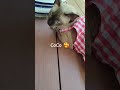 Big blood 🥰 #shorts #cat #trending