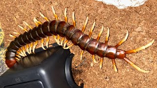 ペルビアンジャイアントオオムカデ (Scolopendra gigantea)