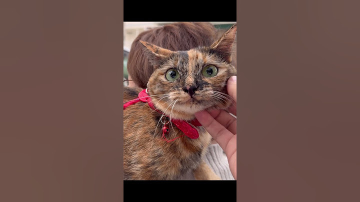 I was surprised to see that the kitten I adopted looked just like its mother a year later 🫢 #resc...