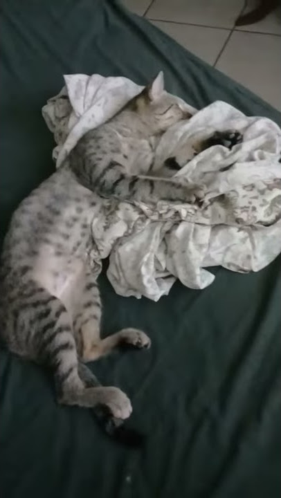 Suguis and Kiki taking a nap
