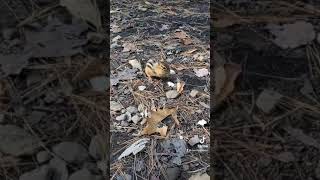 Camping in the Allegheny National Forest