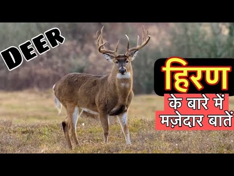 वीडियो: हिरण किसे कहते हैं?