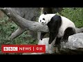 「美漂」23年後，華盛頓大熊貓一家三口返回中國－ BBC News 中文