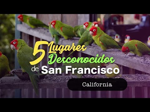 Vídeo: Los 13 Mejores Bares Extraños En San Francisco Y Dónde Encontrarlos