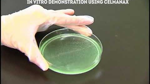 Agglutination of E. Coli: In Vitro Demonstration Using Celmanax™