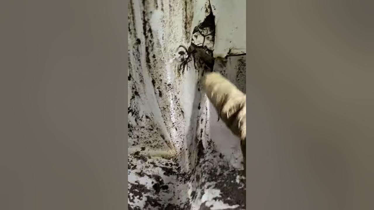 Cracked Peat Moss Septic System found during a scheduled Peat