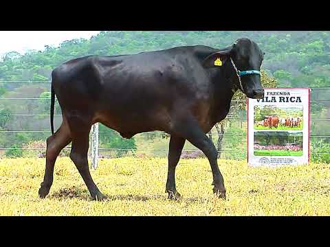 LOTE   67 - URSULA FIV SHAMROCK VR