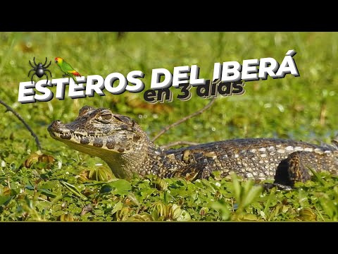 ESTEROS DEL IBERÁ