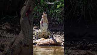 The Survival Loop: Predator Becomes Prey Again #wildlife #animals #natural