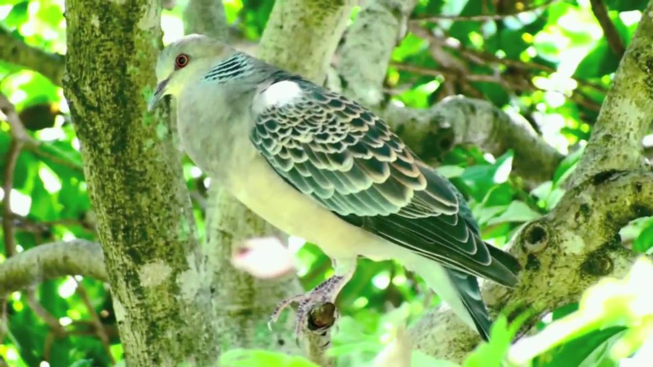 野鳥 囀る 鳴く 鳥達 Wild Birds Twittering And Chirping Youtube 野鳥 囀る 鳴く 鳥達 Wild Birds Twittering And Chirping Youtube