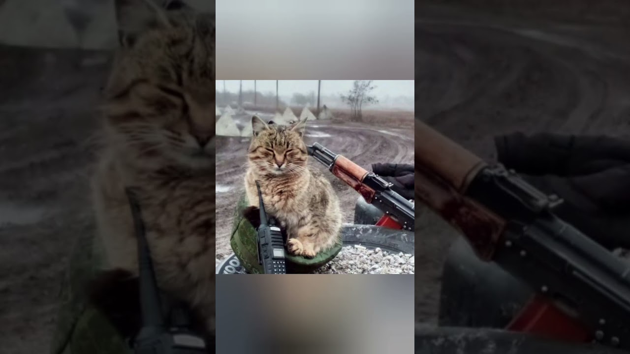 Воин и котëнок. 