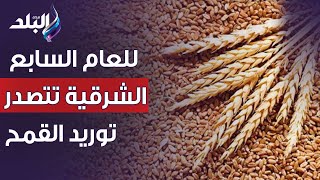 القمح الليلة ليلة عيده يارب تبارك وتزيده ..للعام السابع الشرقية تتصدر توريد القمح