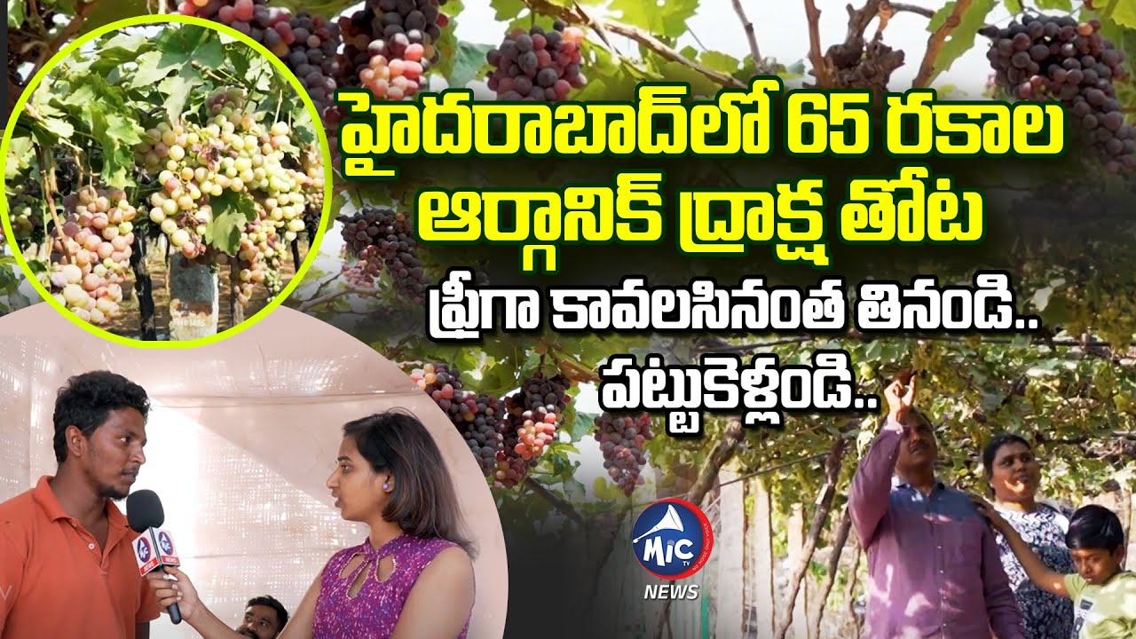 ఆర్గానిక్ ద్రాక్ష కావలసినంత ఫ్రీగా తినండి Rajendra Nagar 65 Varieties