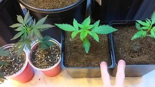 Apollo Horticulture Purple Reign Series Ballast
