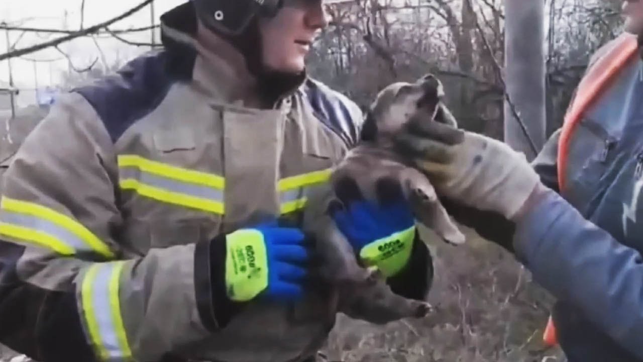 Пожарные вытащили из глубокого колодца щенка в Северной Осетии