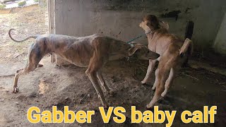 Gabber meet with baby calf for first time.. | dog vs baby calf by dog war tv 544 views 4 months ago 58 seconds