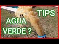 COMO tratar el agua VERDE de la piscina