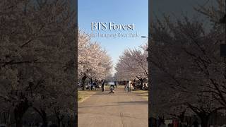 Seoul Cherry Blososms At Bts Forest In Nanji Hangang River Park Via Haechi Bus