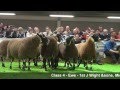 Blackface Sheep National Show at Stirling Agricultural Centre (South Type)