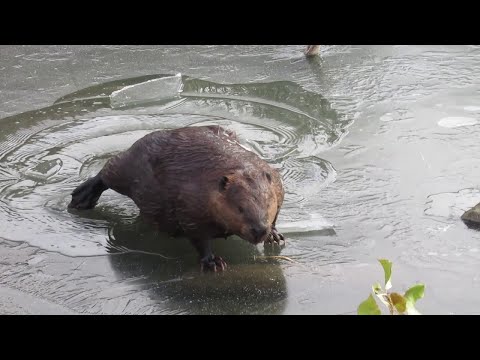 Ice Breaking Beaver Finds a Snack || ViralHog