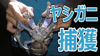 【巨大ヤシガニ現る】所持金0円で釣り生活　5話【伊是名島編】