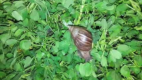 GIÁ TRỊ, CÔNG DỤNG CỦA ỐC SÊN - ỐC MA - ỐC HƯƠNG - Cuộc Sống Miền Tây/ # 4