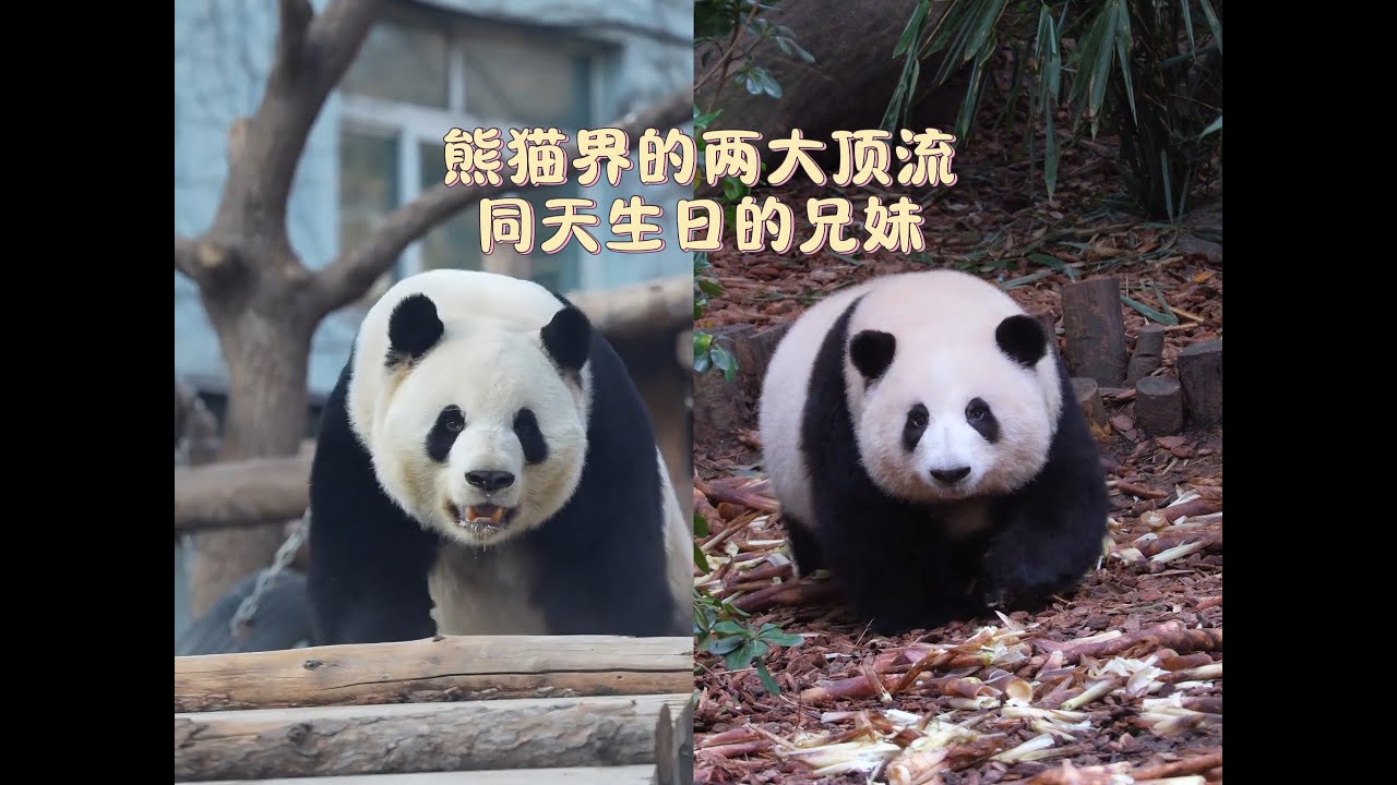 熊猫界的两大顶流萌兰与花花，同天生日的亲兄妹，冥冥之中的缘分