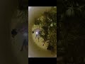 Bluish Red Mega Dumbo Ear Romance #aquarium #animals #livestream #guppyfish #guppy #relaxingmusic