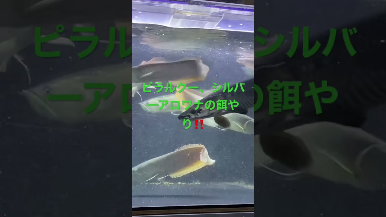 ピラルクー シルバーアロワナに餌やり Youtube