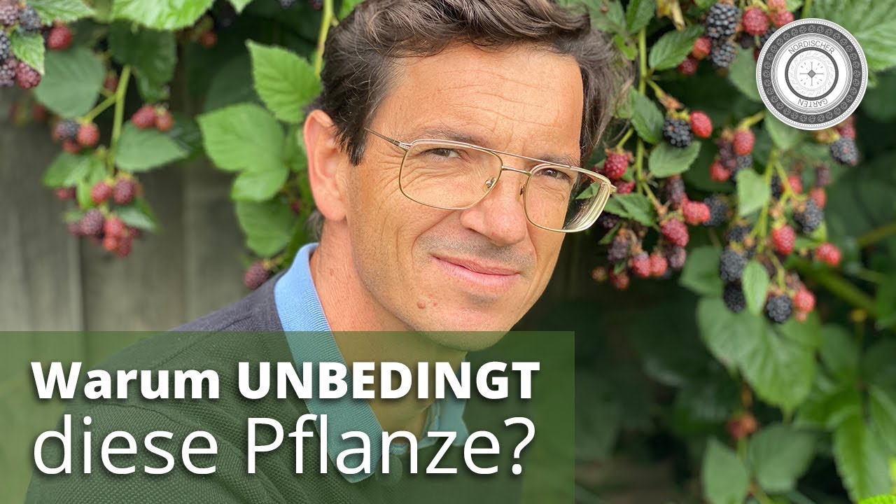 Die Brombeere - eine Wunderpflanze für  Insekten und Mensch/Wirkung, Pflege, Schnitt, Tipps